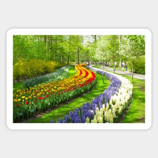 Keukenhof Tulip Festival, Holland Magnet